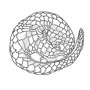 Sketch design of illustration pangolin