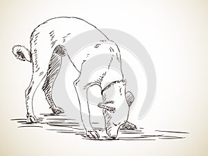 Sketch of dog sniffs the ground photo