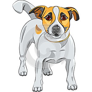 Sketch dog Jack Russell Terrier breed