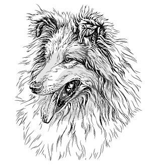 Sketch of Dog ÃÂ¡ollie photo