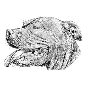 Sketch of Dog Pit bull terrier.