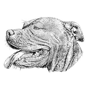 Sketch of Dog Pit bull terrier. photo