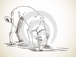 Sketch of dog sniffs the ground