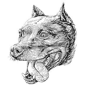 Sketch of Dog Staffordshire terrier. Vector Illustration