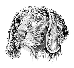 Sketch of Dog Weimar pointer. Vector Illustration