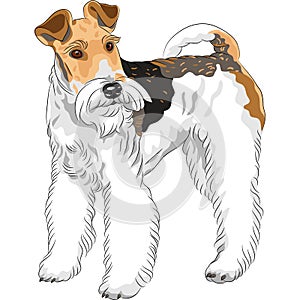 Sketch dog Wire Fox Terrier breed standing