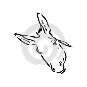 Sketch of donkey Hand drawn illustration donkey vector