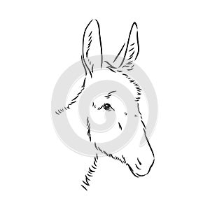 Sketch Donkey. Single Vector Hand Drawn Illustration. donkey, vector sketch illustration