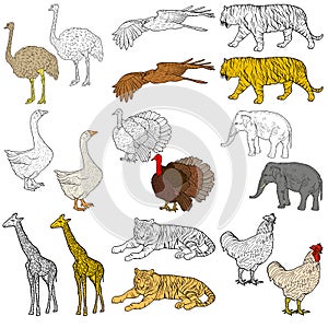 Sketch elephant, tiger, eagle, rooster, giraffe, ostrich, turkey, goose. chicken on a white background. Vector illustration