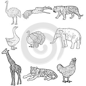 Sketch elephant, tiger, eagle, rooster, giraffe, ostrich, turkey, goose. chicken on a white background. Vector