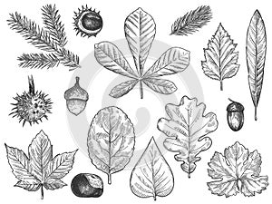 Sketch fall leaves. Autumn forest foliage, october oak, acorn and chestnut, maple leaf vintage hand drawn etch vector rustic set