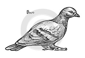 Sketch of feral pigeon or domestic dove