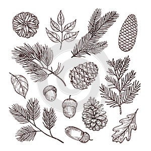 Sketch fir branches. Acorns and pine cones. Christmas, winter and autumn forest elements. Hand drawn vintage vector