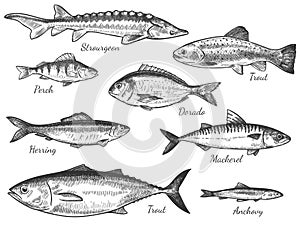 Sketch fish. Hand drawn different fishes trout, carp, tuna, herring and flounder, anchovy, dorado, fresh sea delicatessen vector