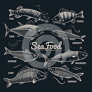 Sketch fishes seafood. Herring, trout, flounder, carp, tuna, sprat hand drawn outline fish vector collection in vintage