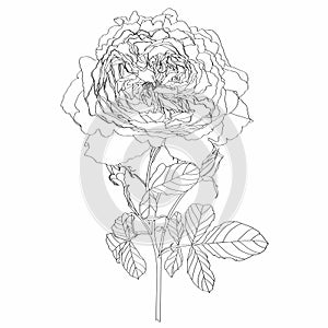 Sketch Floral Botany Branch. Roses flower with leaves. Line art on white backgrounds.