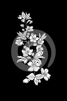 Sketch Floral Botany Collection. Cherry blossom Sakura flower drawings. Black and white with line art on black
