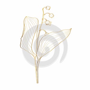 Sketch Floral Botany Collection. Convallaria lily of the valley spring flower drawings. Golden with line art on white background