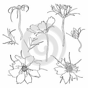 Sketch Floral Botany Collection. Cosmos flower drawings. Black and white with line art on white backgrounds.