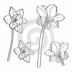 Sketch Floral Botany Collection. Daffodil or Narcissus spring flower drawings. Black and white with line art on white background.