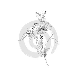 Sketch Floral Botany Collection. Flower drawings. Black and white with line art on white backgrounds. Hand Drawn Botanical