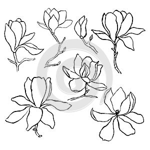 Sketch floral botany collection. Magnolia flower drawings.  Modern single line art, aesthetic contour. Black and white with line a