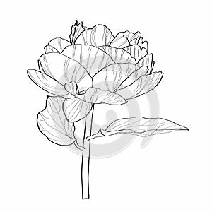 Sketch Floral Botany Peony flower  with leaves drawings.