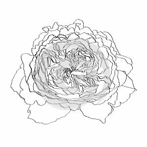 Sketch Floral Botany Roses flower. Line art on white backgrounds. Hand Drawn Botanical Illustrations.