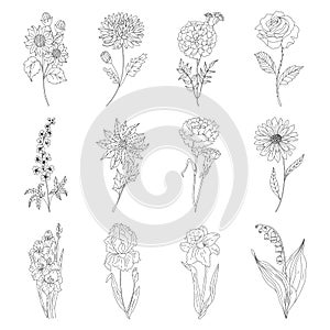 Sketch Floral Botany set. Variety flower and leaf drawings. Black and white with line art on white backgrounds. Hand