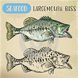Hand drawn largemouth bass or gamefish photo