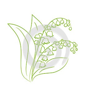Sketch of a flower lily of the valley photo