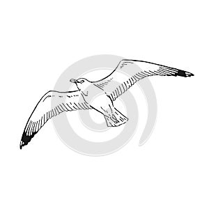 Sketch of flying seagulls. Hand drawn illustration converted to vector. Line art style isolated on white background