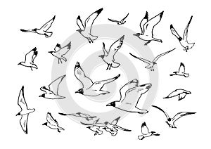 Sketch of flying seagulls. Hand drawn vector sketch