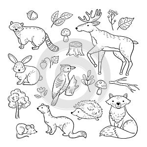 Sketch forest animals. Woodland cute baby animal raccoon elk hare woodpecker hedgehog marten fox children doodle vector