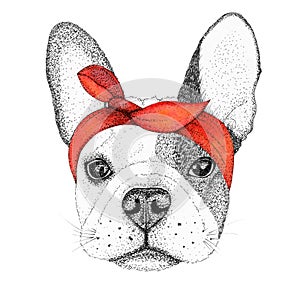 Sketch french bulldog dog head hand drawn illustration. Doggy in pin-up red bandana, isolated
