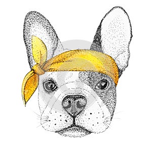 Sketch french bulldog dog head hand drawn illustration. Doggy in pin-up yellow bandana, isolated