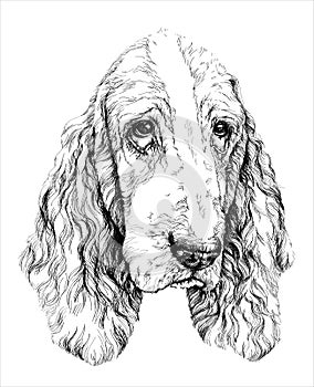 Sketch of funny Basset Hound dog. vector illustration