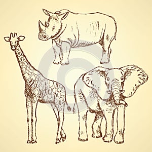 Sketch giraffe, elephant, rhino, vector background