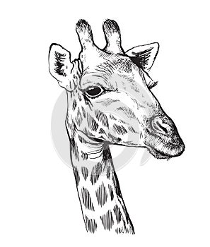 Sketch of a Giraffe head