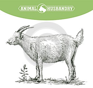 Sketch of goat drawn by hand. livestock. animal grazing