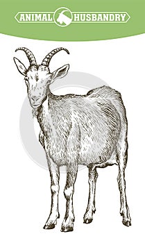 Sketch of goat drawn by hand. livestock. animal grazing