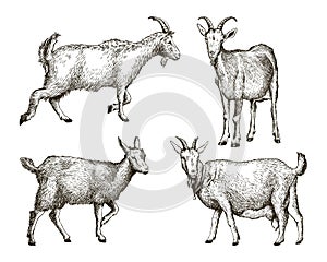 Sketch of goat drawn by hand. livestock. animal grazing