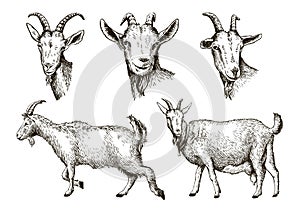 Sketch of goat drawn by hand. livestock. animal grazing