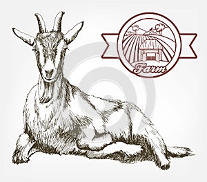 Sketch of goat drawn by hand. livestock. animal grazing