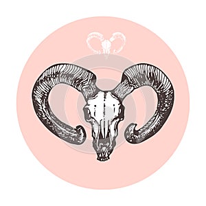 Sketch goat skull vector artwork. Hand drawn art in circle for hipster tattoo or logo.