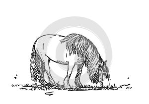 Sketch of grazing horse with long mane