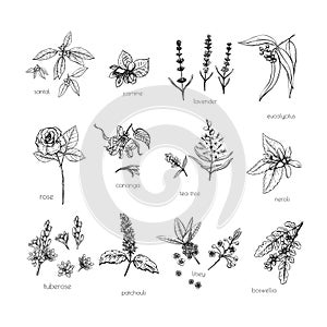 Sketch green aroma on white background. Nature backgroun Isolated romantic flower. Doodle style. Vector set.