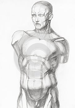 Sketch of gypsum anatomical ecorche male torso