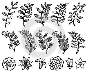 Sketch hand drawn branch and leaves vector decorative floral nature elements