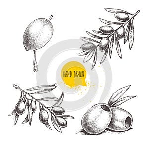 Sketch hand drawn olives set. Olive fruit with oil drop, boneless olives and olive branches with leaves. Vector illustration